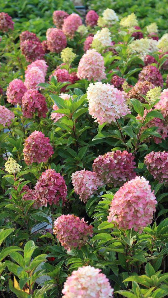 Notizie: Delicata Eleganza - Nuove Cultivar: Hydrangea