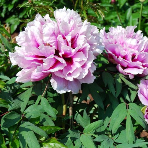 Notizie: Paeonia Lactiflora , Arborea e Officinalis