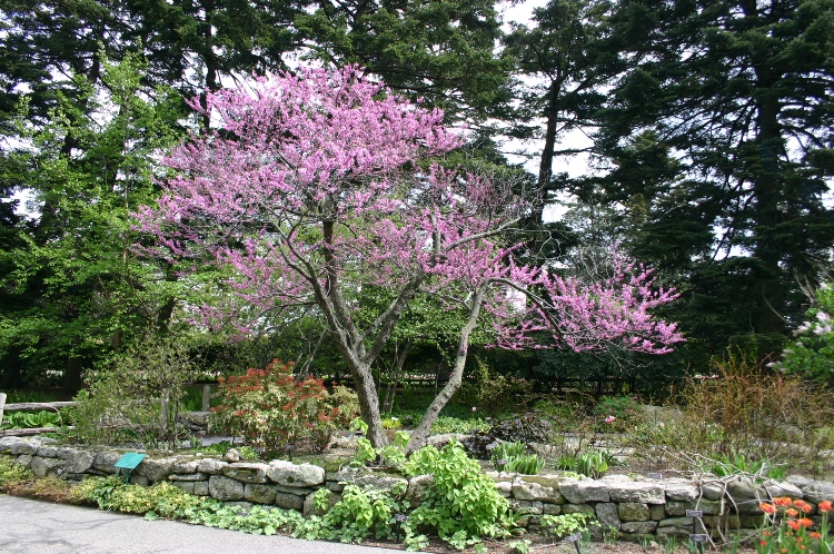 CERCIS CANADENSIS FOREST PANSY