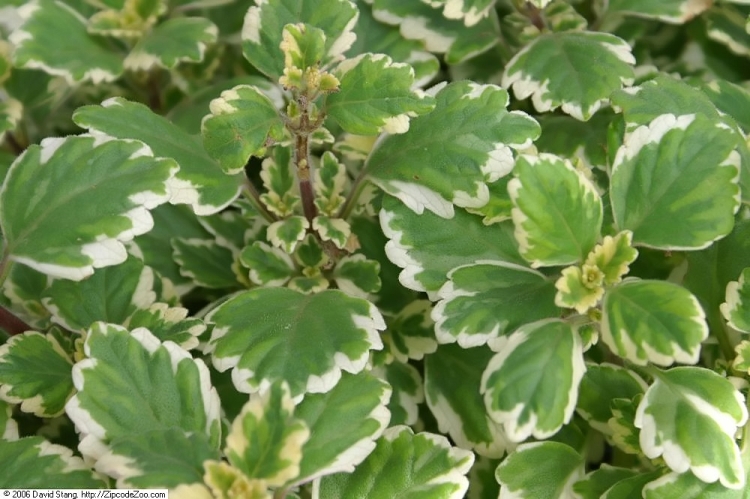 INCENSO (PLECTRANTHUS COLEOIDES )