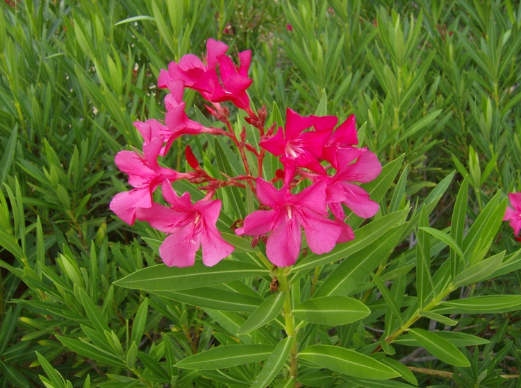 Oleandro Papa Gambetta – Vaso 3 Litri, Fiori Magenta Luminosi, Altezza 50-60 Cm