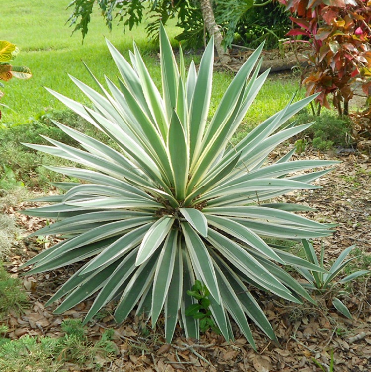 Юкка садовая посадка и уход. Юкка славная (Yucca Gloriosa). Юкка сизая ,нитчатая. Юкка алоэлистная. Юкка алоэлистная Маргината.