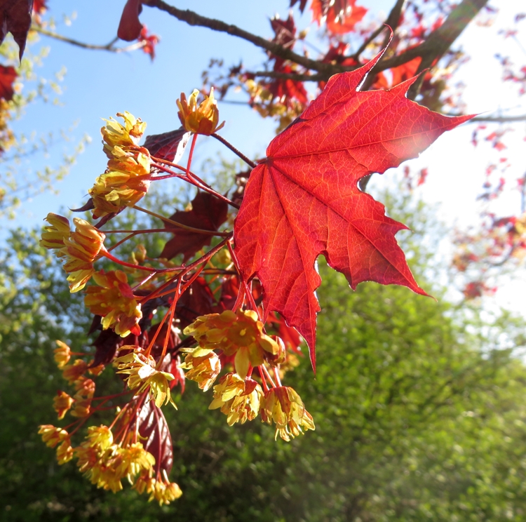 ACER PLATANOIDES ROYAL RED