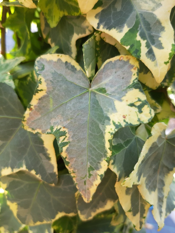 HEDERA HELIX GOLD CHILD