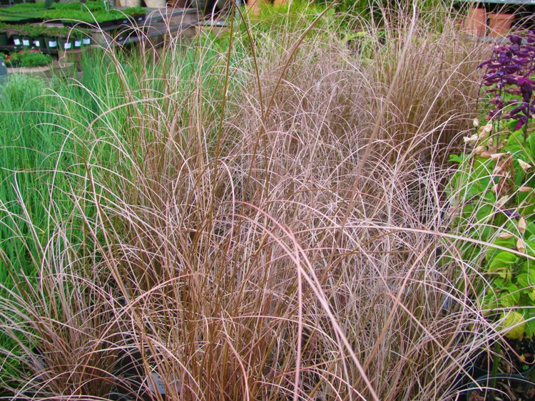 CAREX BOUCHANANII RED ROOSTER