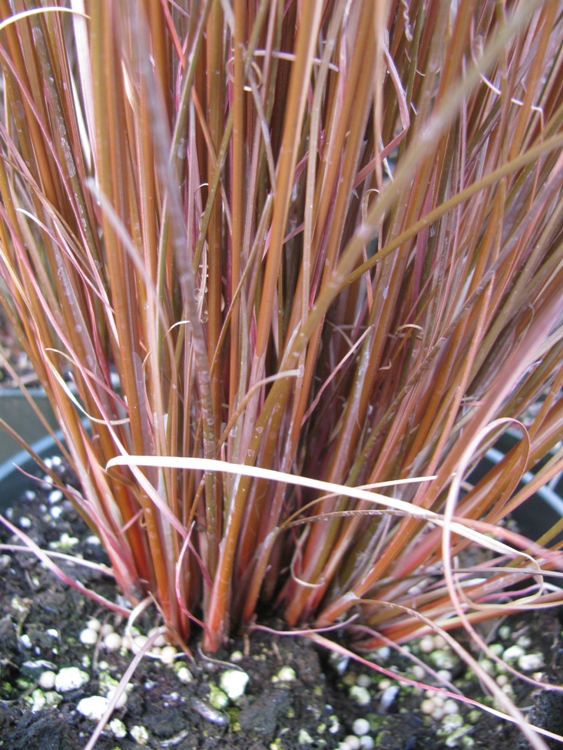 CAREX BOUCHANANII RED ROOSTER